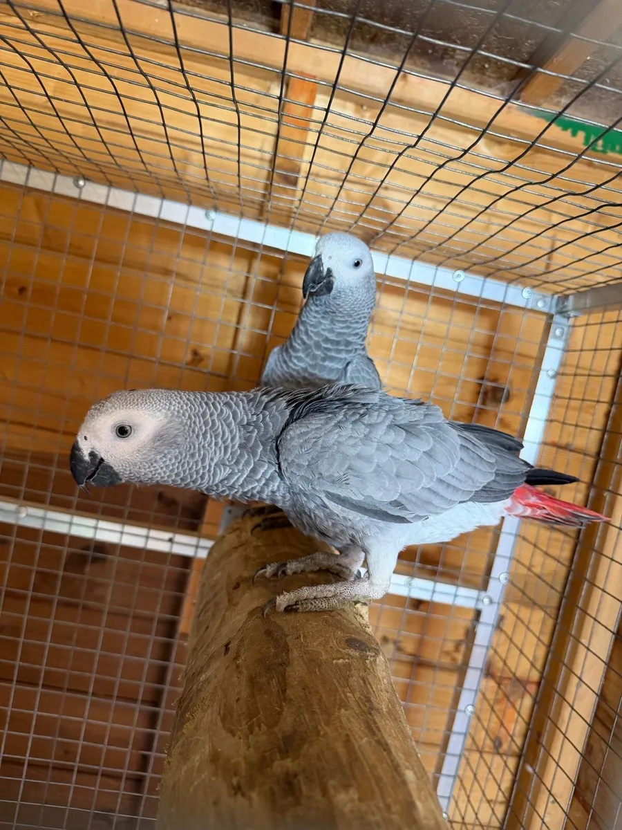 Parrot - Image 4