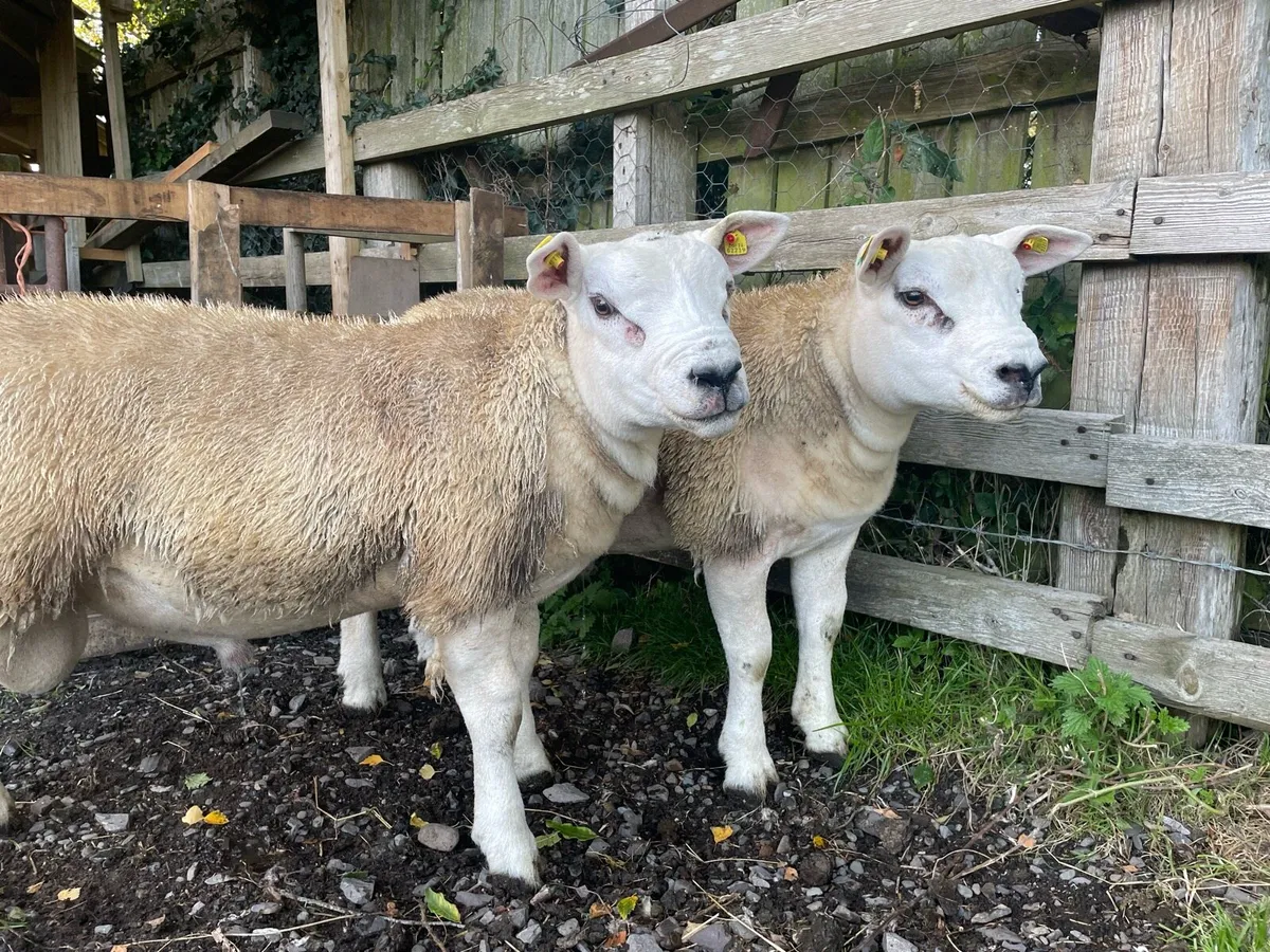 Sheep - Image 3