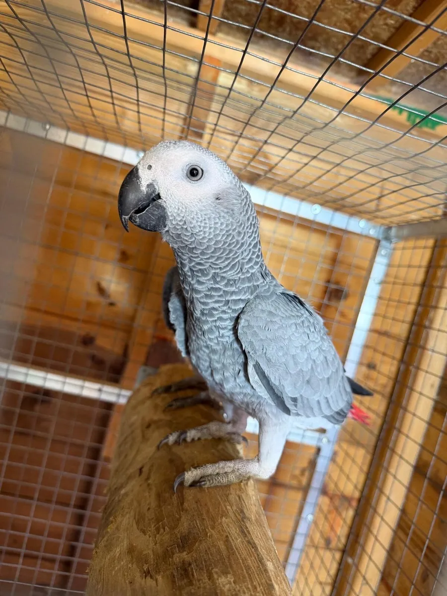Parrot - Image 2