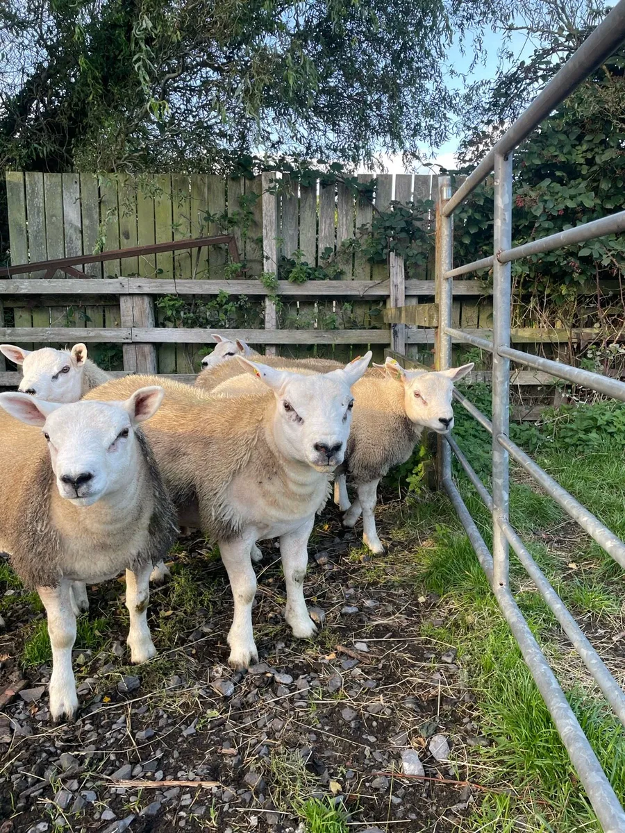 Sheep - Image 4