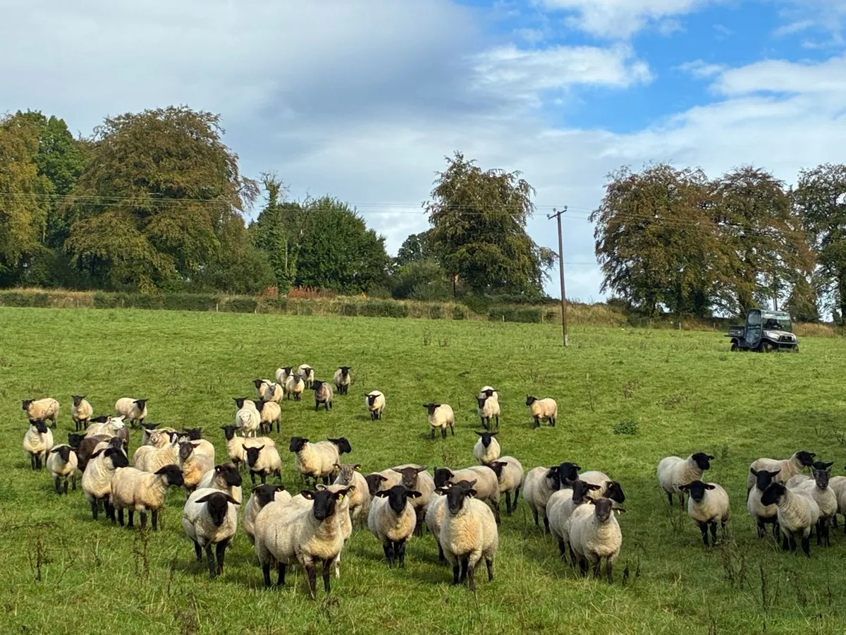 Good Quality Organic Hogget Sheep - Image 1