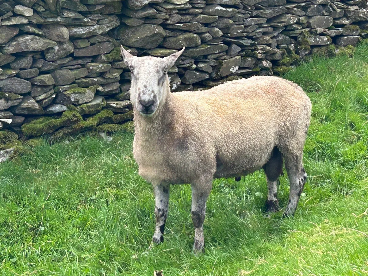 Ram - Image 2