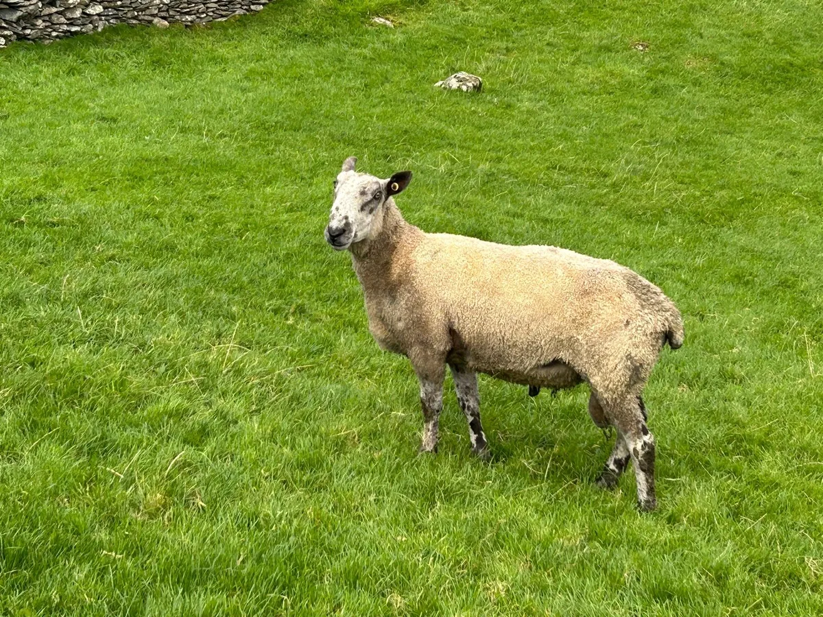 Ram - Image 4