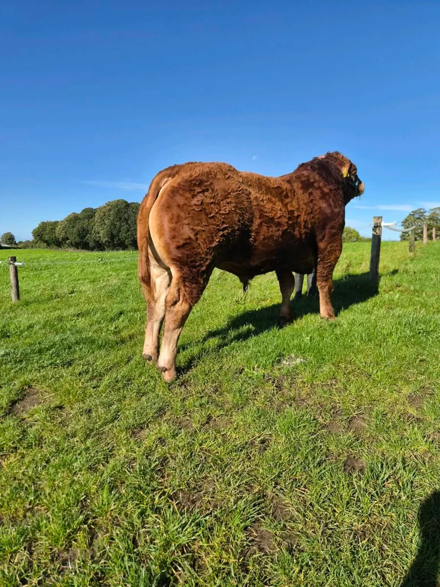Pedigree Limousin Bull - Image 1