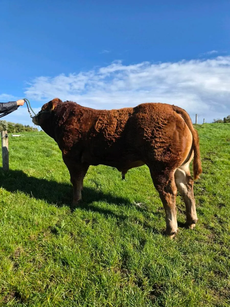 Pedigree Limousin Bull - Image 2