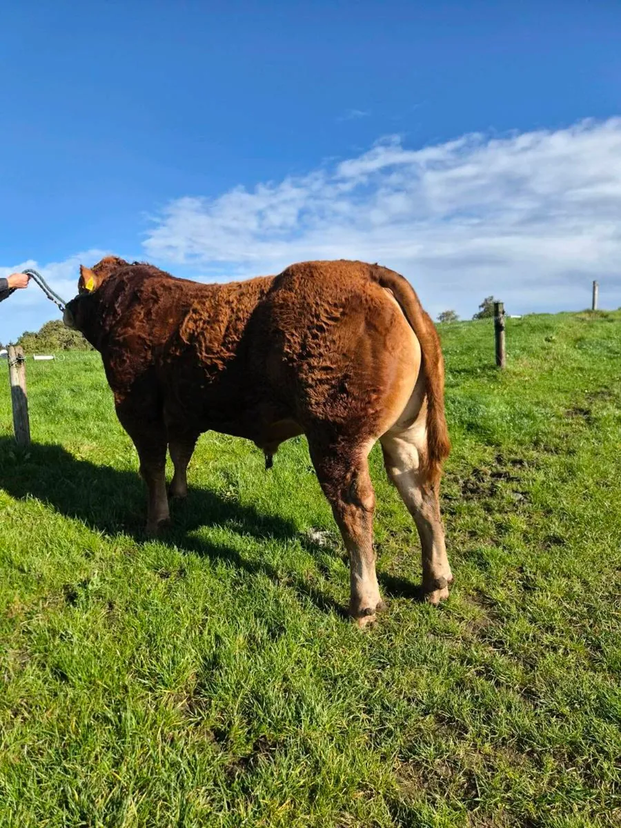 Pedigree Limousin Bull - Image 3