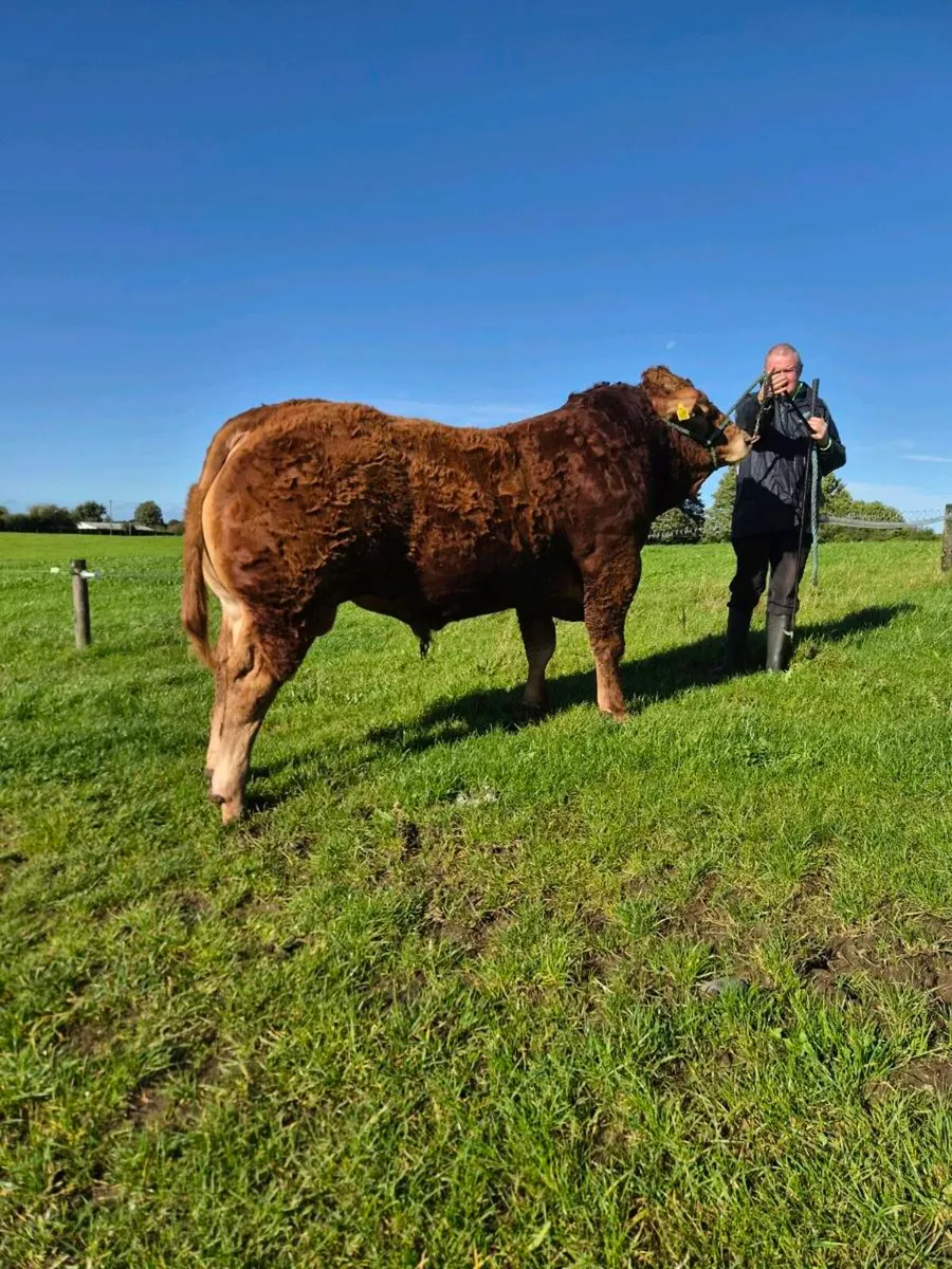 Pedigree Limousin Bull - Image 4