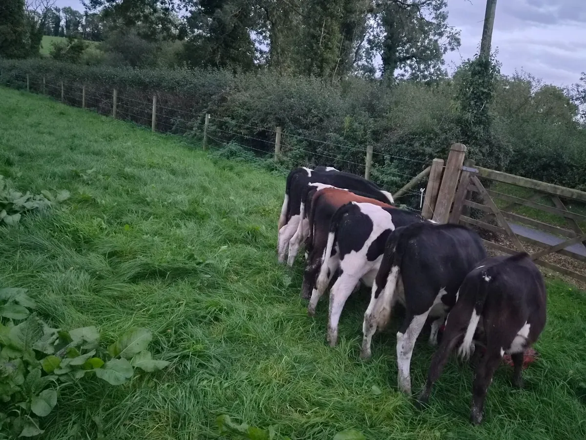 Weanling heifers - Image 2