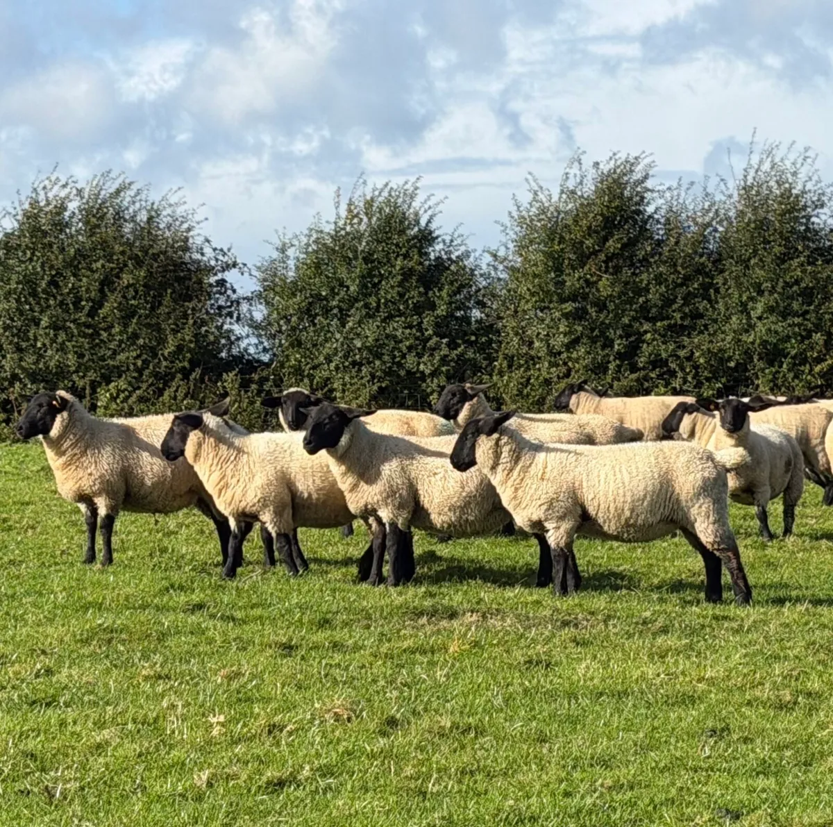 Quality Suffolk ewe lambs - Image 1