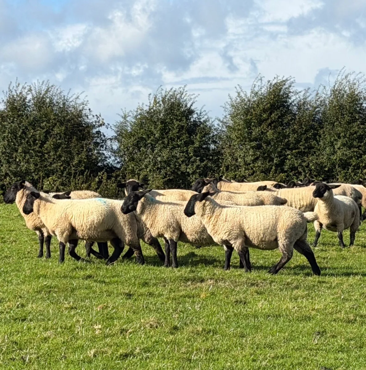 Quality Suffolk ewe lambs - Image 2