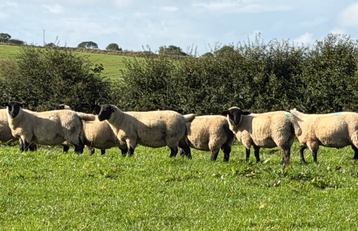 Quality Suffolk ewe lambs - Image 4