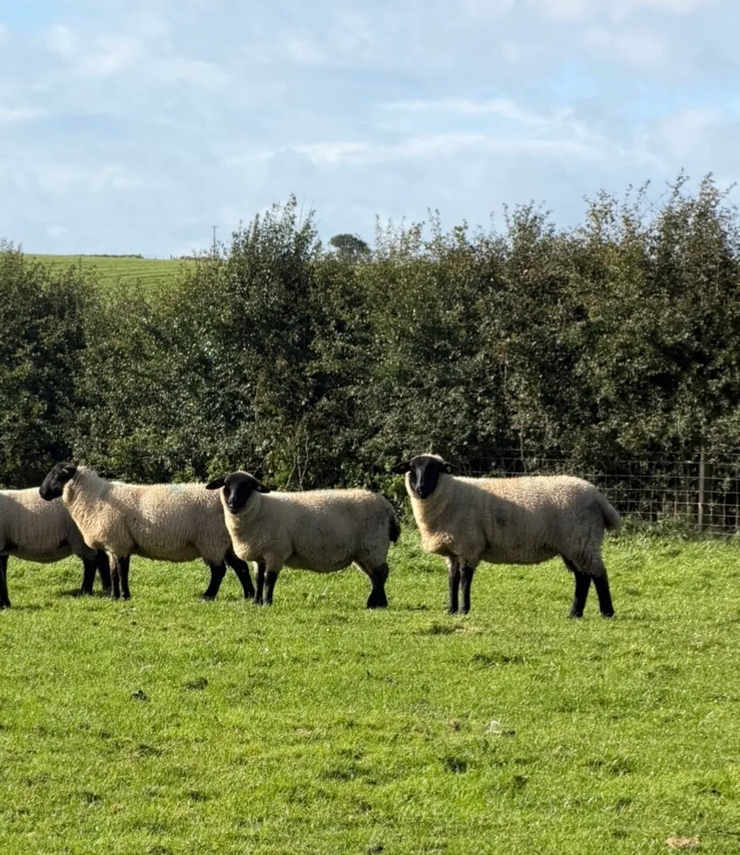 Quality Suffolk ewe lambs - Image 3