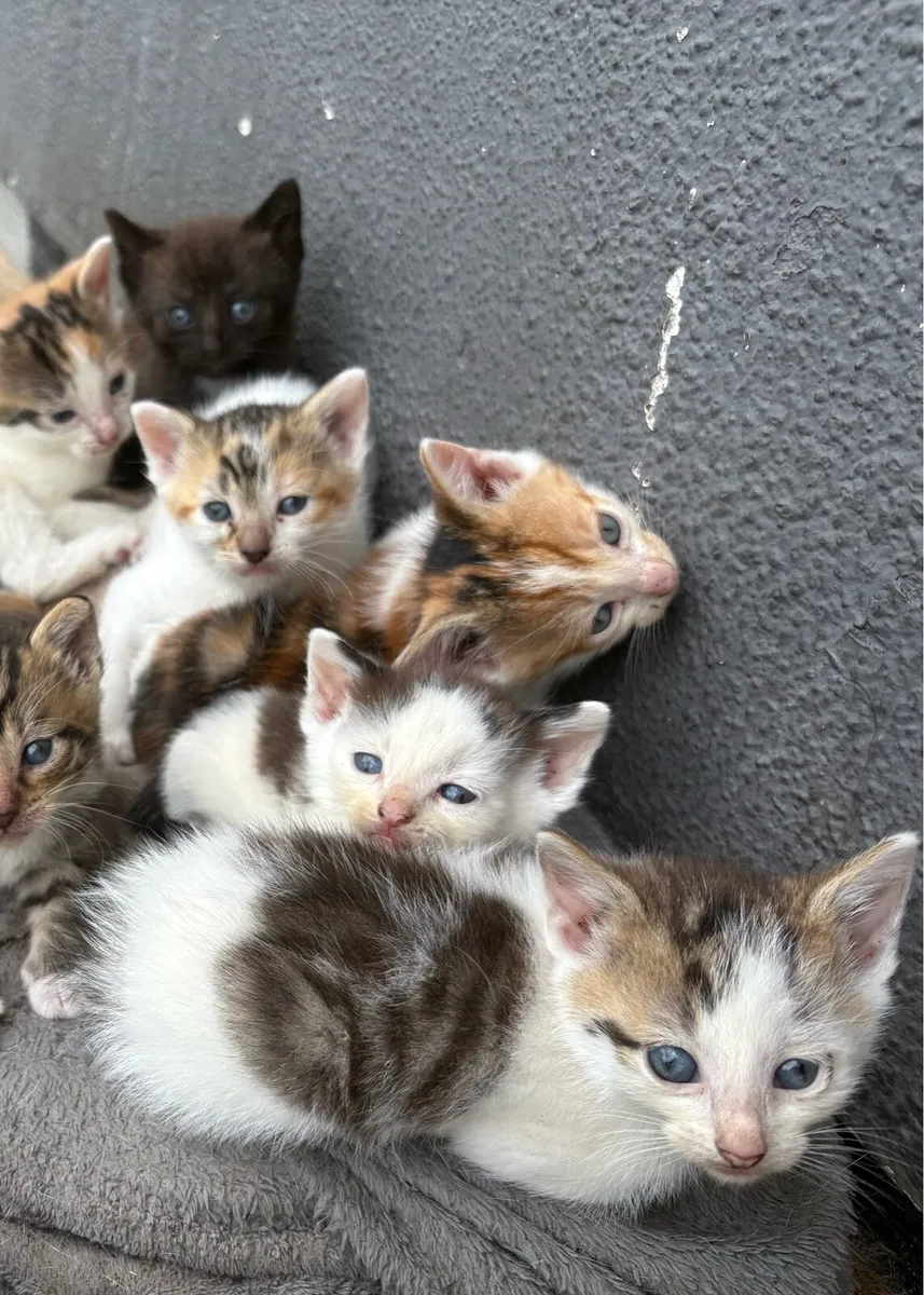 Kittens