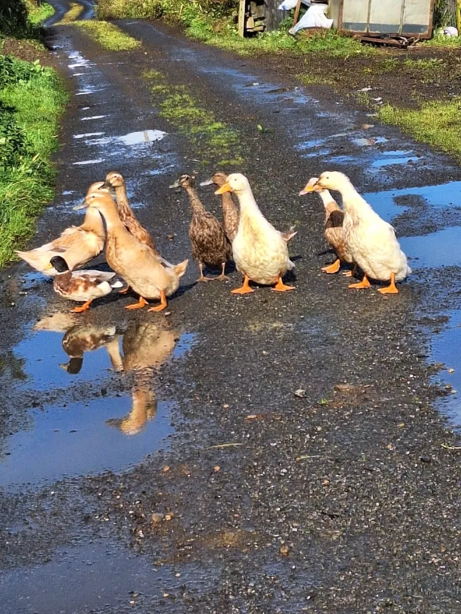 Ducks - Image 1