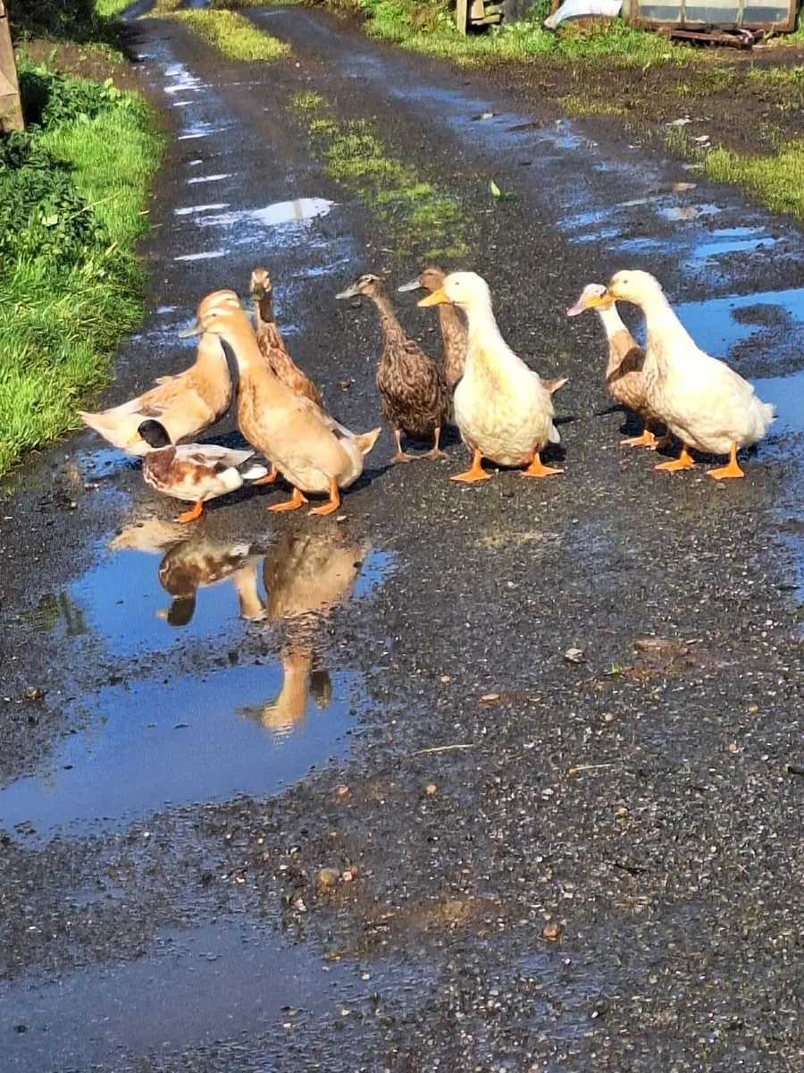 Ducks - Image 2