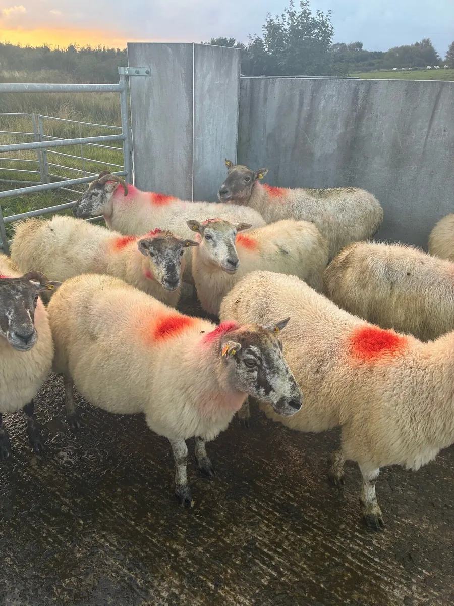 Ewes - Image 1