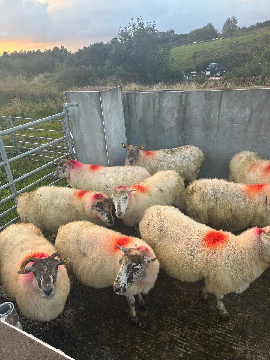 Ewes - Image 2
