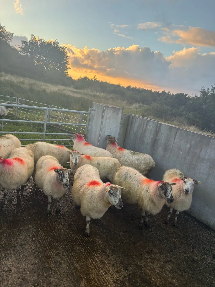 Ewes - Image 3