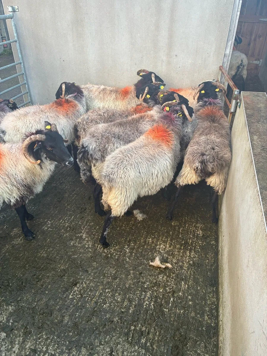 Ewes - Image 4