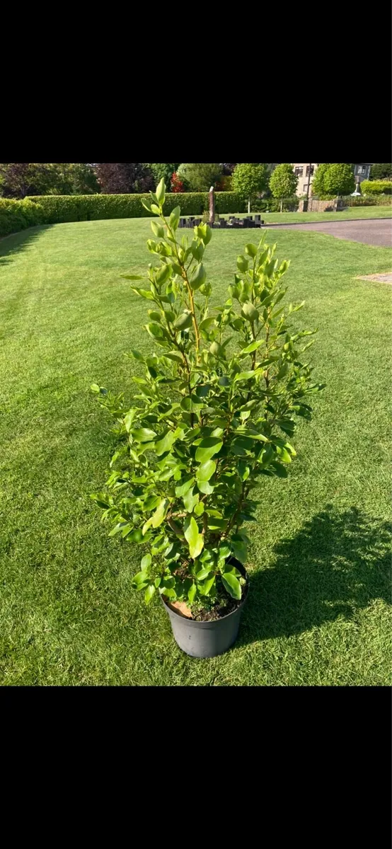Mature Griselinia hedges - Image 1