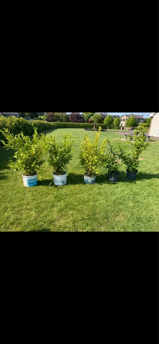 Mature Griselinia hedges - Image 2