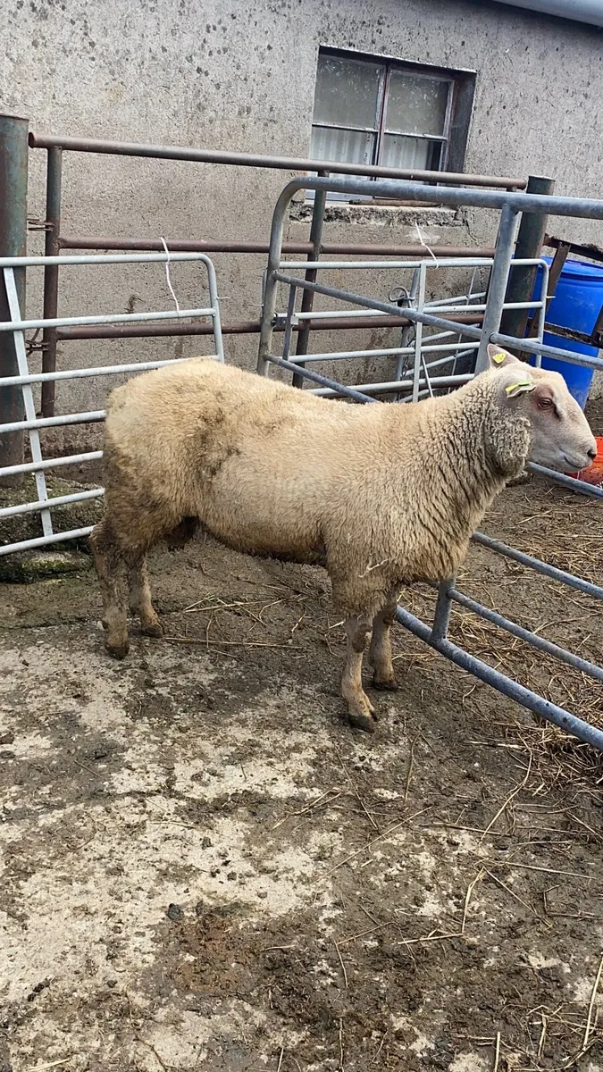 Pedigree Registered Charollais Ram lamb - Image 1