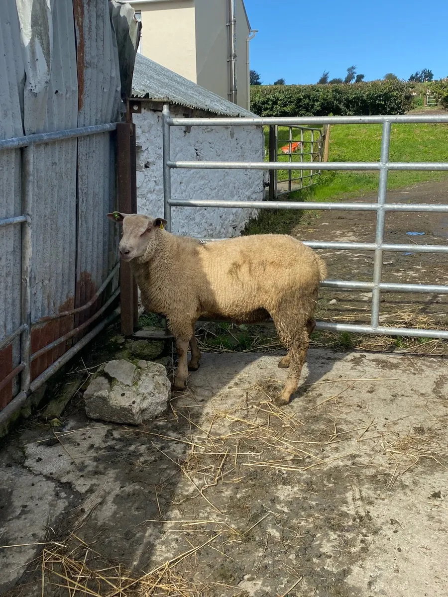 Pedigree Registered Charollais Ram lamb - Image 3