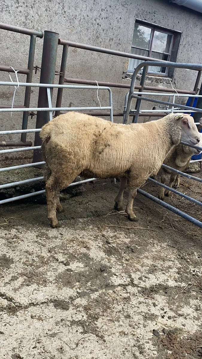 Pedigree Registered Charollais Ram lamb - Image 2