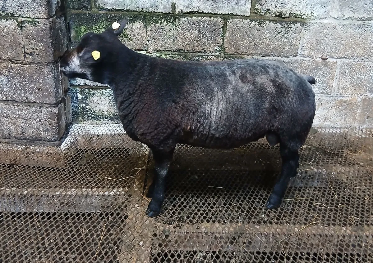 Blue Texel Ram Lambs - Image 2