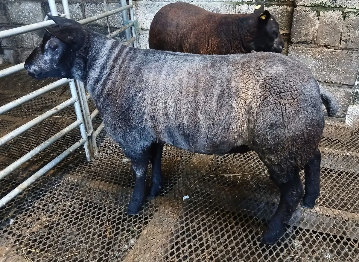 Blue Texel Ram Lambs - Image 3