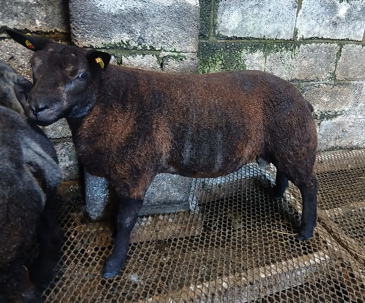 Blue Texel Ram Lambs - Image 1