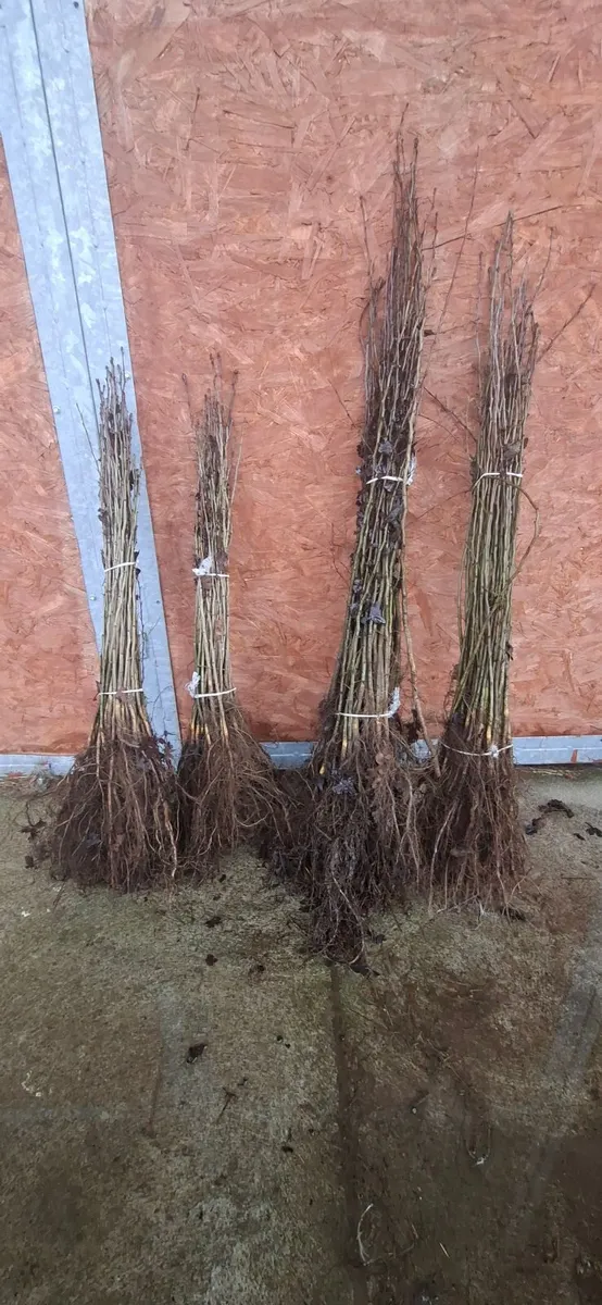 Farm Hedge Planting