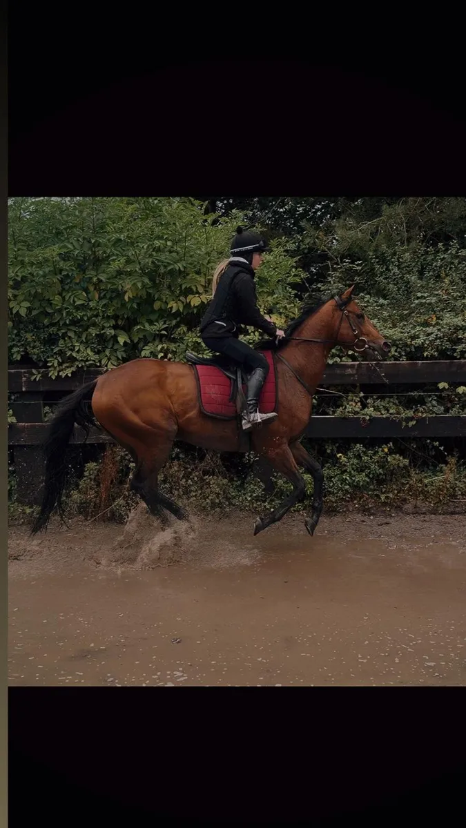3yr old gelding - Image 1