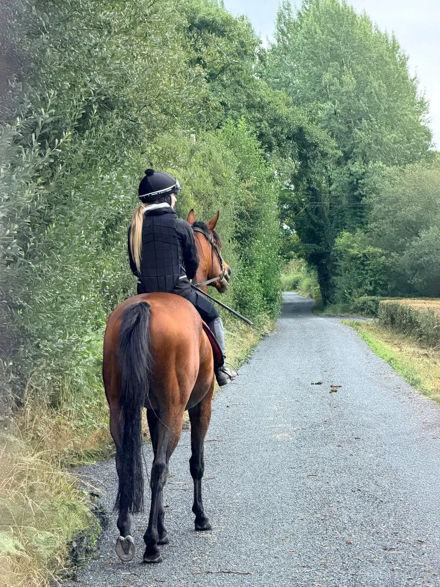 3yr old gelding - Image 2