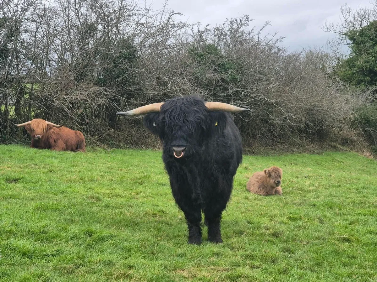 Highland Bull - Image 2