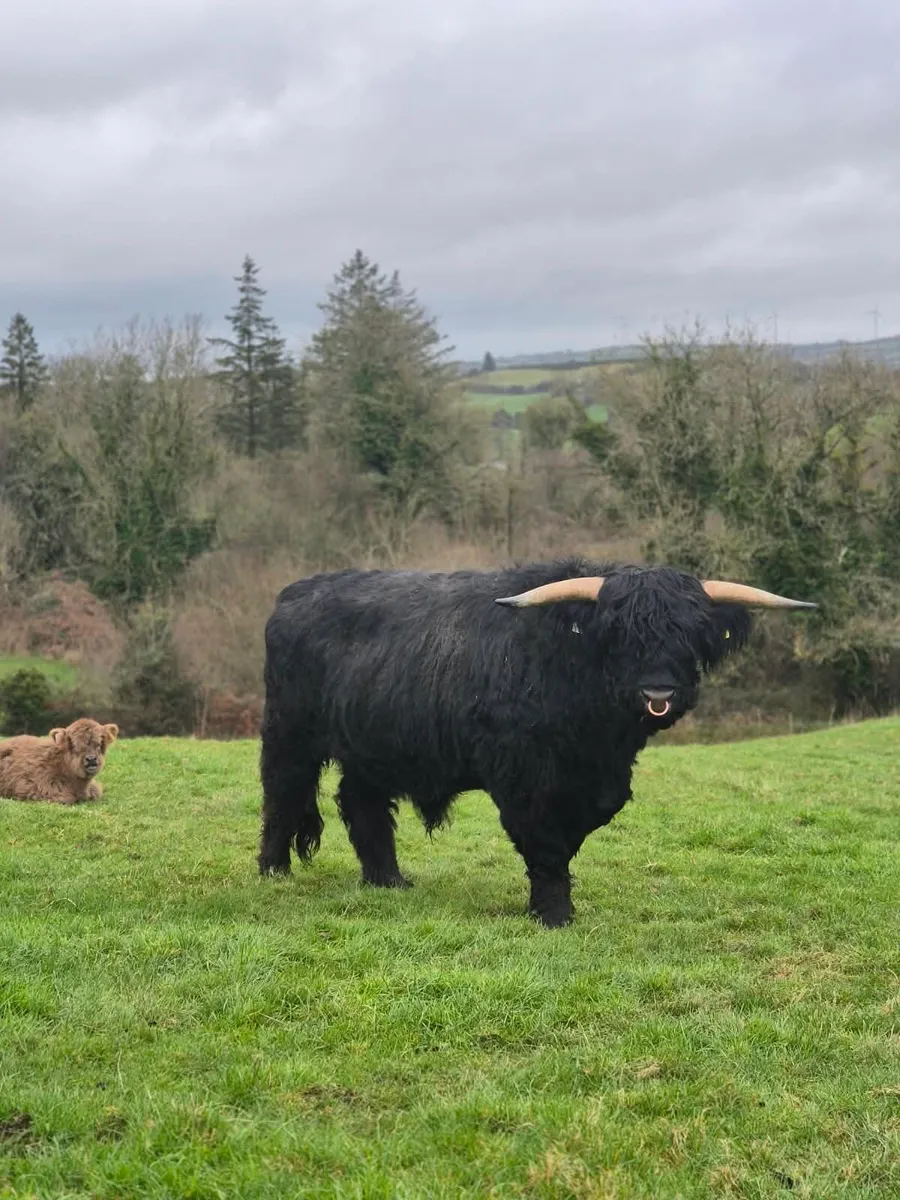 Highland Bull - Image 3