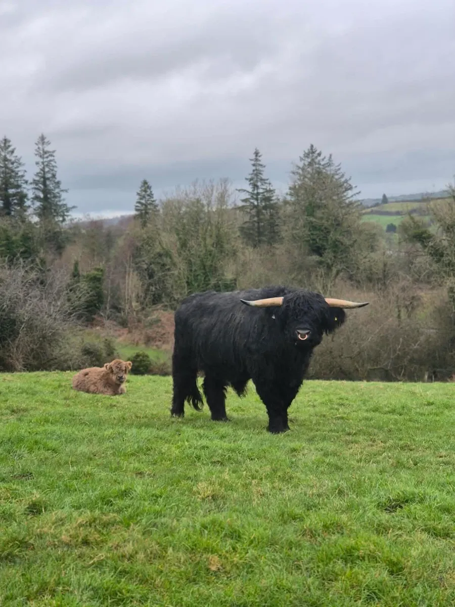 Highland Bull - Image 4