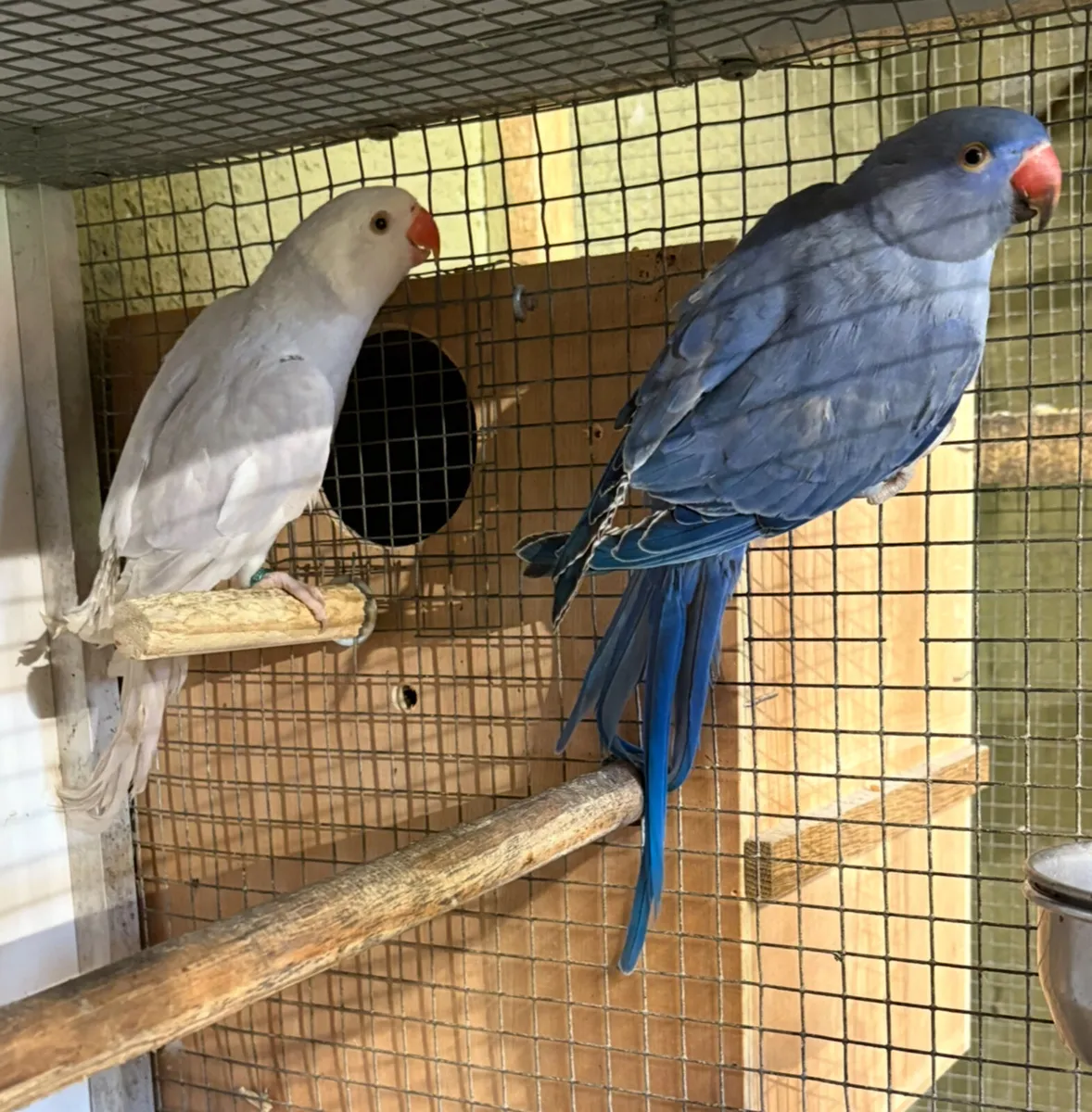 Ring Necks - Image 1