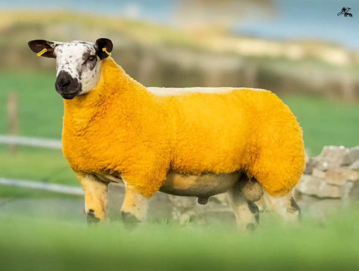 💥Suftex and Dutch Spotted Rams💥 - Image 1