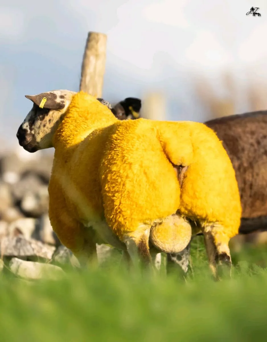 💥Suftex and Dutch Spotted Rams💥 - Image 2