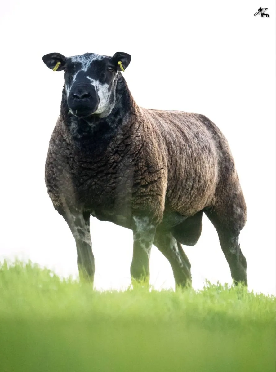 💥Suftex and Dutch Spotted Rams💥 - Image 4