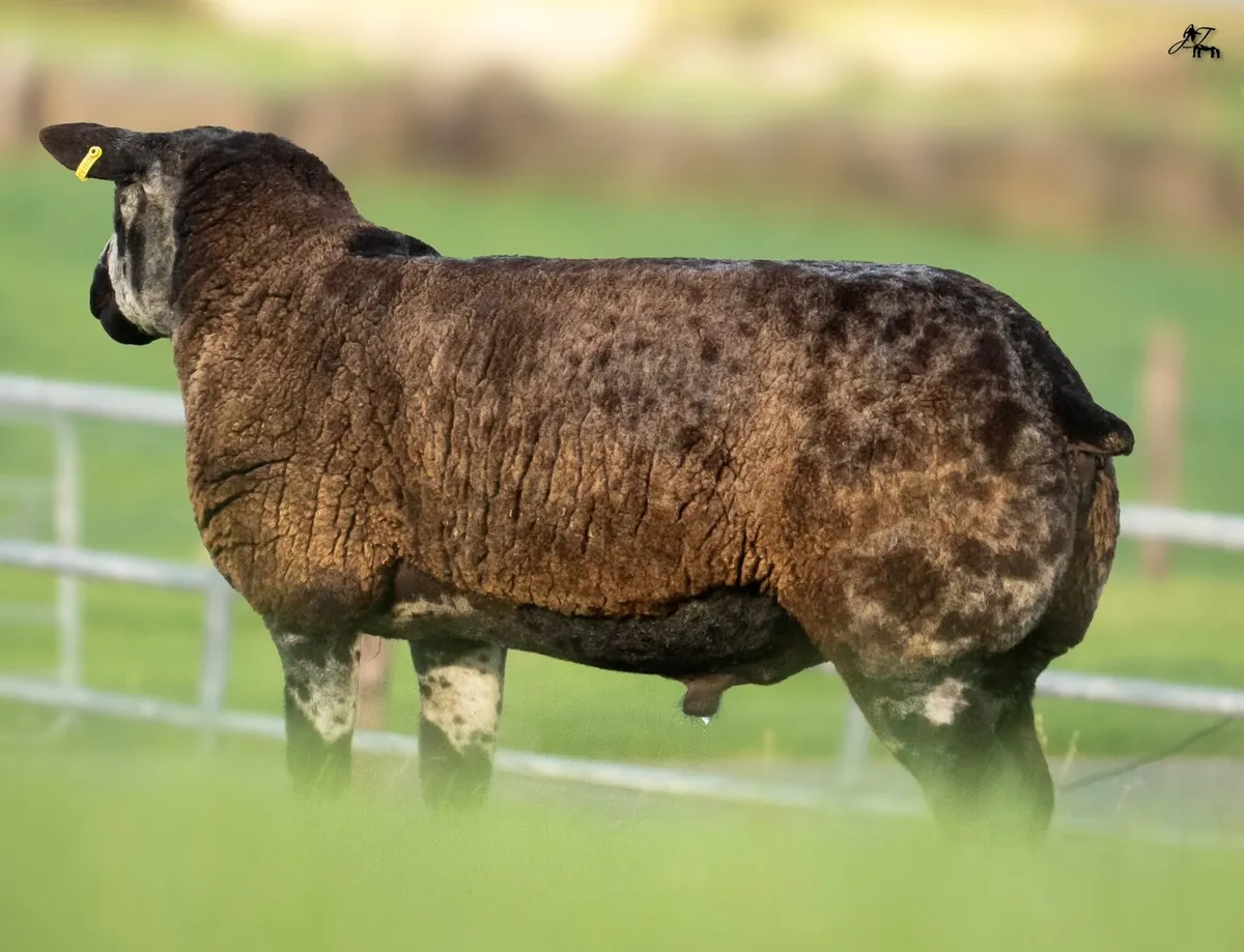 💥Suftex and Dutch Spotted Rams💥 - Image 3