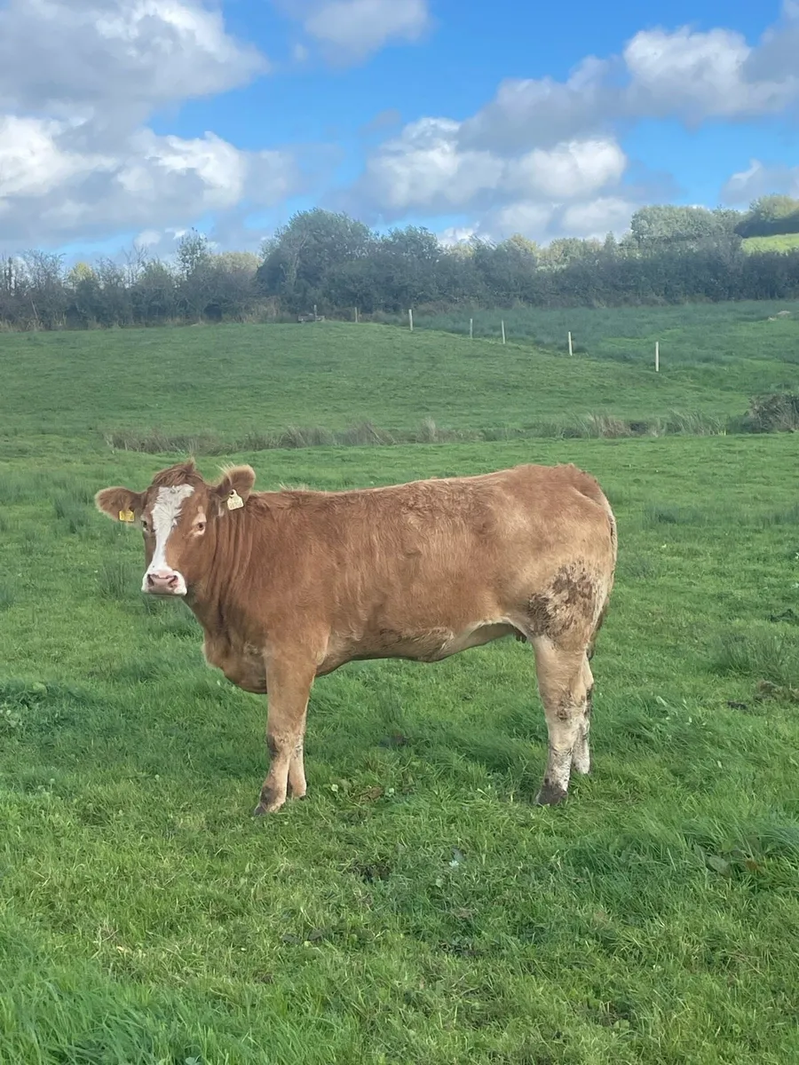 2 super limousine Incalf heifers - Image 3