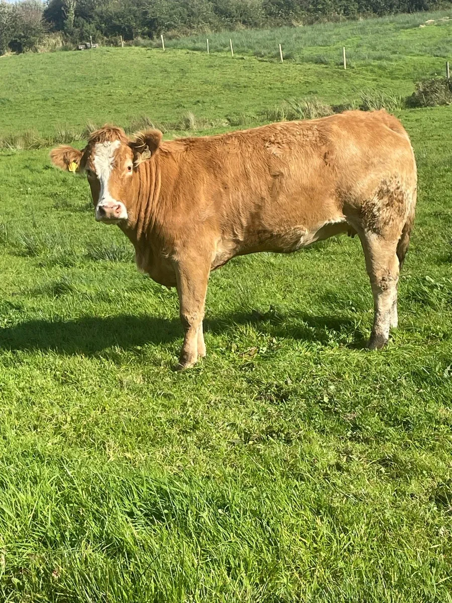 2 super limousine Incalf heifers - Image 2