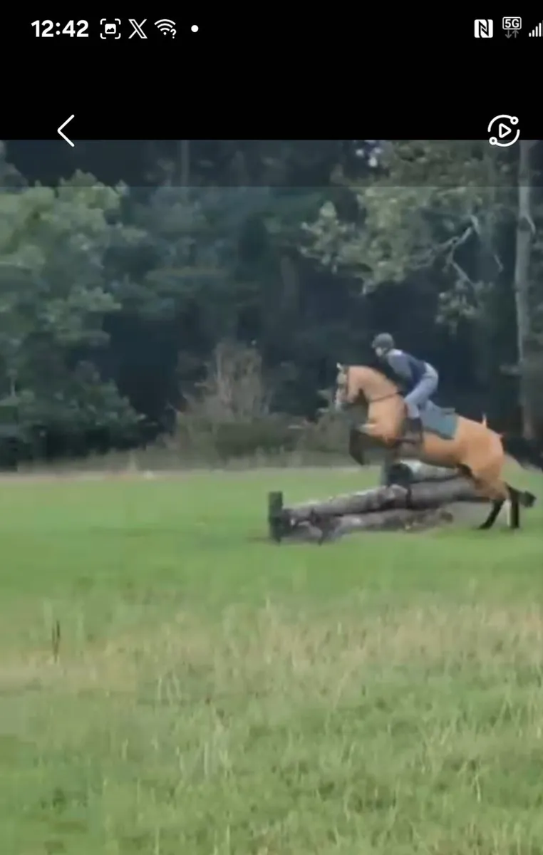 Dune 3yr old filly - Image 2