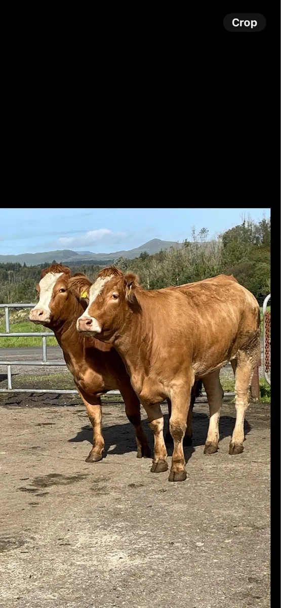 2 super limousine Incalf heifers - Image 1