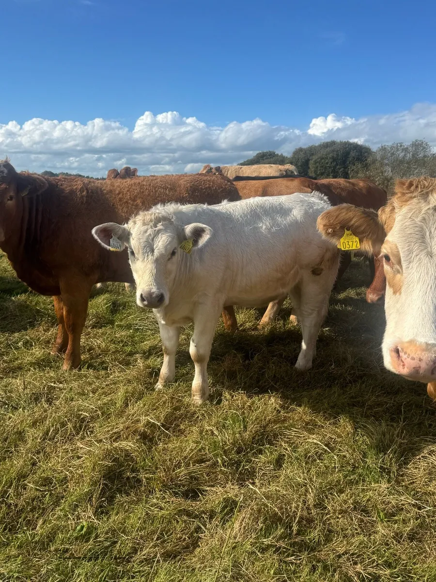Weanling heifers - Image 1