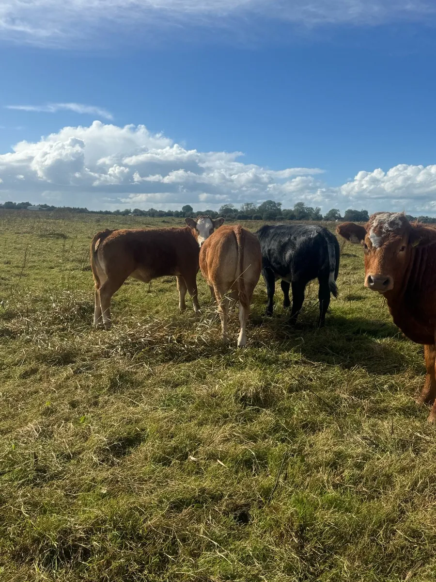 Weanling heifers - Image 2