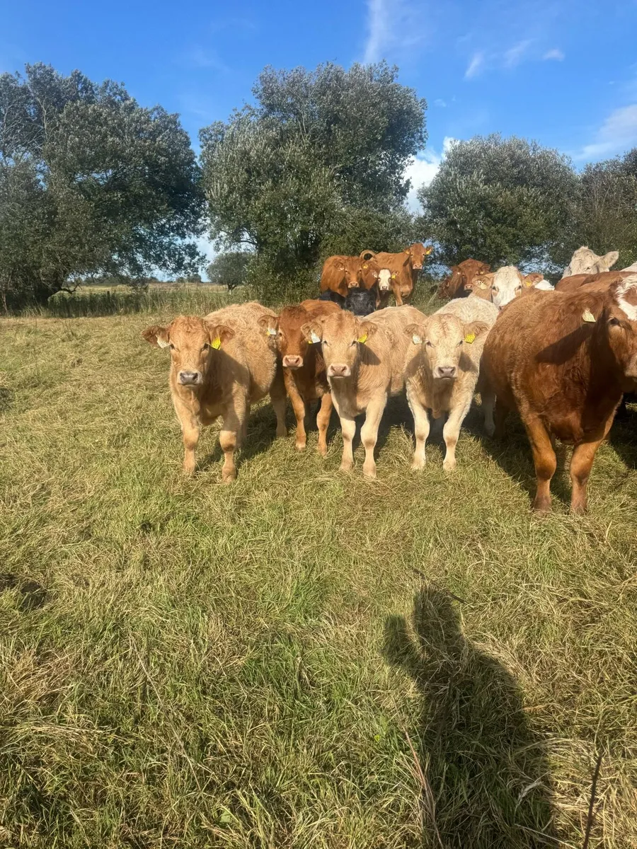 Weanling heifers - Image 3