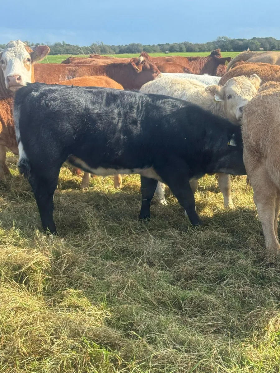 Weanling heifers - Image 4
